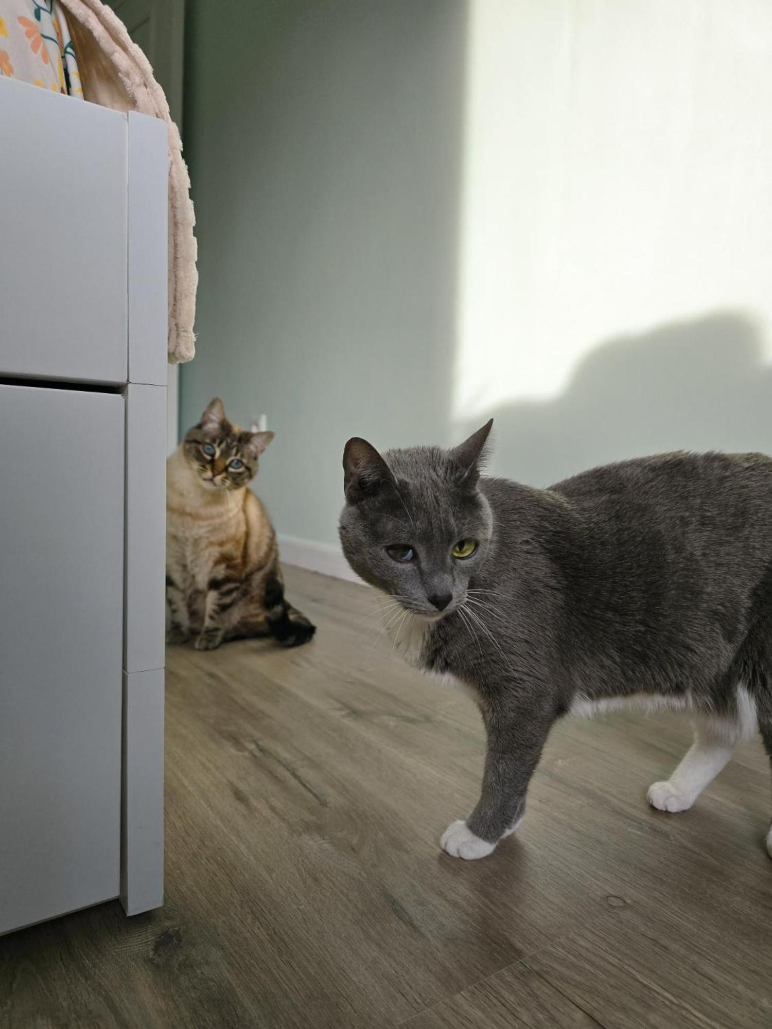 Appartamento The House Of Cats Oliveira do Douro  Esterno foto