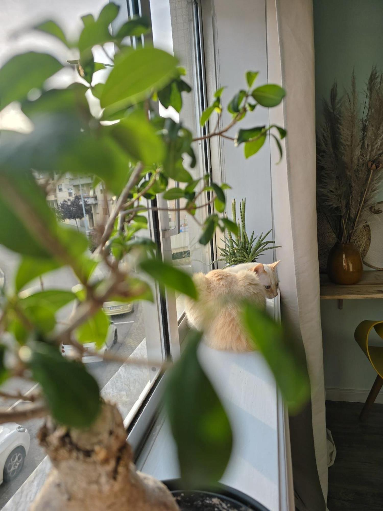 Appartamento The House Of Cats Oliveira do Douro  Esterno foto
